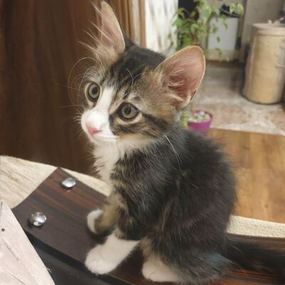 Kätzchen Vanessa und Riley sind bereit für Dich, EKH Jungtier - Katze
