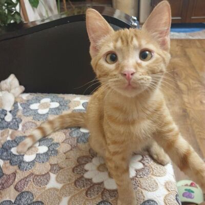 Kätzchen Vanessa und Riley sind bereit für Dich, EKH Jungtier - Katze
