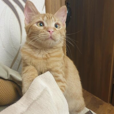 Kätzchen Vanessa und Riley sind bereit für Dich, EKH Jungtier - Katze
