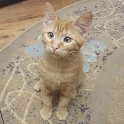 Kätzchen Vanessa und Riley sind bereit für Dich, EKH Jungtier - Katze