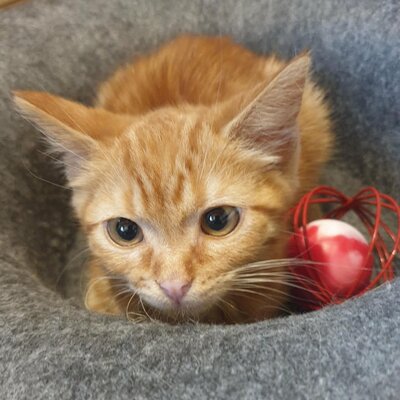 Kätzchen Vanessa und Riley sind bereit für Dich, EKH Jungtier - Katze