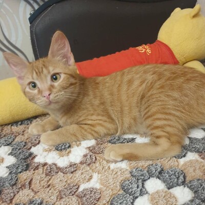 Kätzchen Vanessa und Riley sind bereit für Dich, EKH Jungtier - Katze