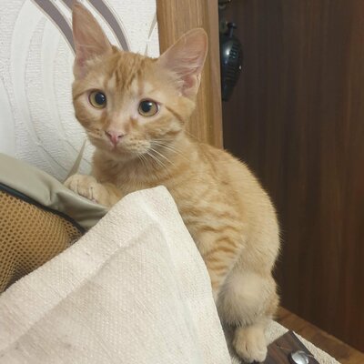 Kätzchen Vanessa und Riley sind bereit für Dich, EKH Jungtier - Katze