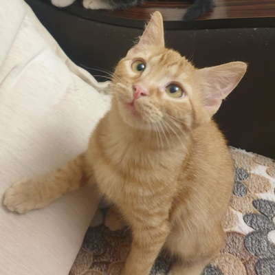 Kätzchen Vanessa und Riley sind bereit für Dich, EKH Jungtier - Katze