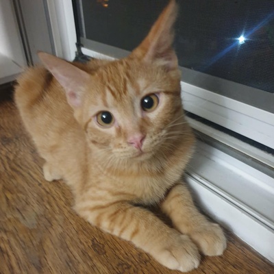 Kätzchen Vanessa und Riley sind bereit für Dich, EKH Jungtier - Katze