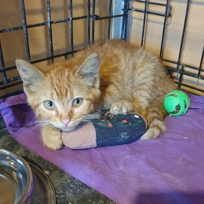Kätzchen Vanessa und Riley sind bereit für Dich, EKH Jungtier - Katze
