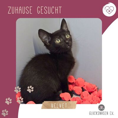 Kätzchen Velvet ist startklar