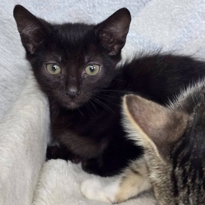 Kätzchen Velvet ist startklar, EKH Jungtier - Katze