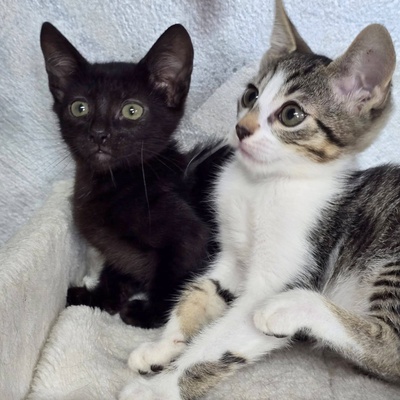 Kätzchen Velvet ist startklar, EKH Jungtier - Katze