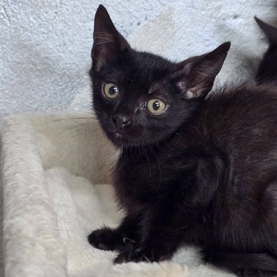 Kätzchen Velvet ist startklar, EKH Jungtier - Katze
