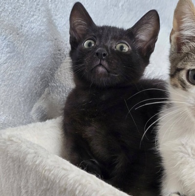 Kätzchen Velvet ist startklar, EKH Jungtier - Katze