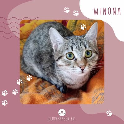 Kätzchen Winona sucht Dich zum spielen, EKH Jungtier - Katze