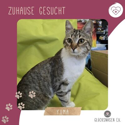 Kätzchen Yuma träumt von ihrem Zuhause