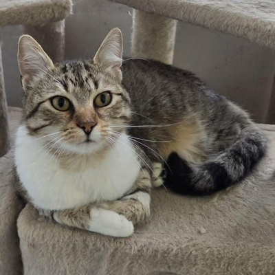 Kätzchen Yuma träumt von ihrem Zuhause, EKH Jungtier - Katze