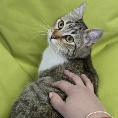 Kätzchen Yuma träumt von ihrem Zuhause, EKH Jungtier - Katze