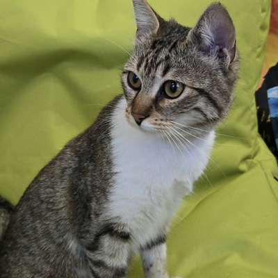 Kätzchen Yuma träumt von ihrem Zuhause, EKH Jungtier - Katze