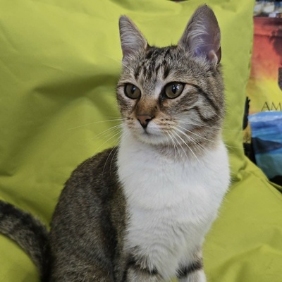 Kätzchen Yuma träumt von ihrem Zuhause, EKH Jungtier - Katze