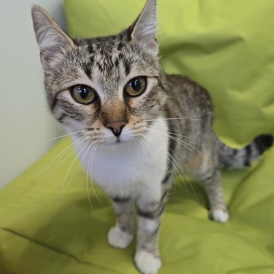 Kätzchen Yuma träumt von ihrem Zuhause, EKH Jungtier - Katze