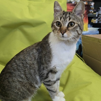 Kätzchen Yuma träumt von ihrem Zuhause, EKH Jungtier - Katze
