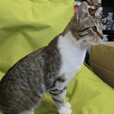 Kätzchen Yuma träumt von ihrem Zuhause, EKH Jungtier - Katze