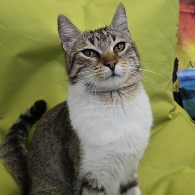 Kätzchen Yuma träumt von ihrem Zuhause, EKH Jungtier - Katze