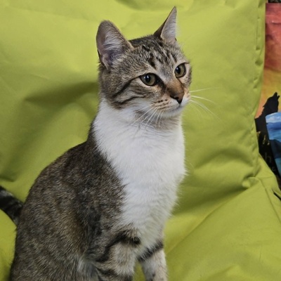 Kätzchen Yuma träumt von ihrem Zuhause, EKH Jungtier - Katze
