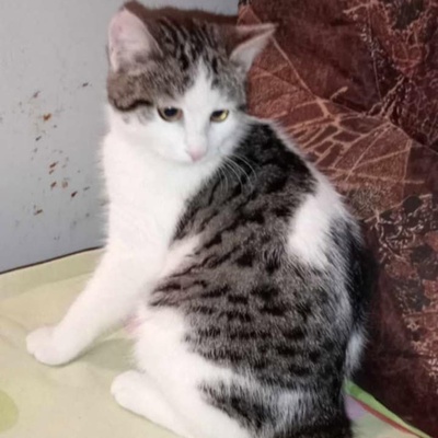 Kätzchen Yuna sucht ihre Dosis, EKH - Katze
