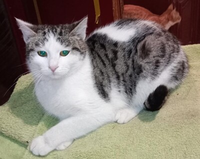 Kätzchen Yuna sucht ihre Dosis, EKH - Katze