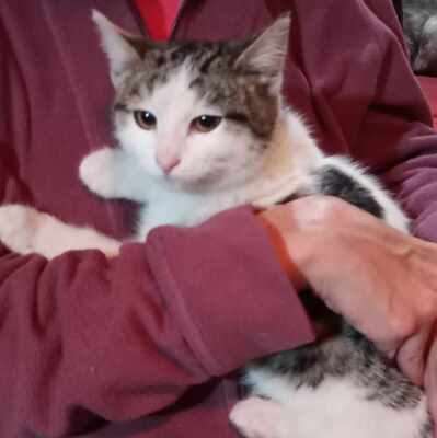 Kätzchen Yuna sucht ihre Dosis, EKH - Katze