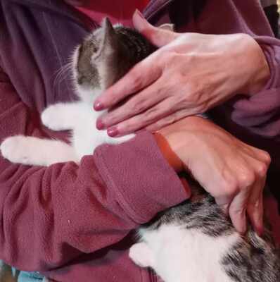 Kätzchen Yuna sucht ihre Dosis, EKH - Katze