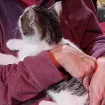 Kätzchen Yuna sucht ihre Dosis, EKH - Katze