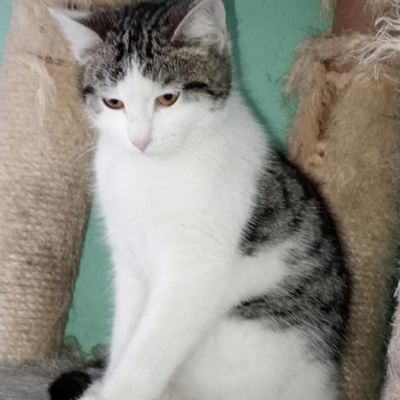 Kätzchen Yuna sucht ihre Dosis, EKH - Katze