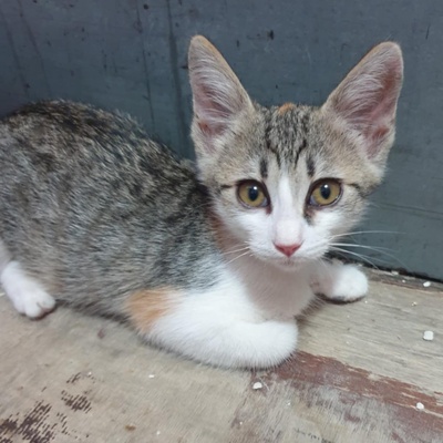 Käzchen Amigo und Nani möchten bei Dir einziehen, EKH Jungtier - Kater
