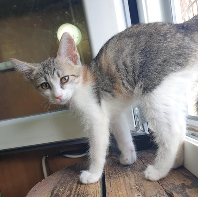 Käzchen Amigo und Nani möchten bei Dir einziehen, EKH Jungtier - Kater