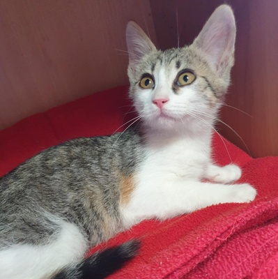 Käzchen Amigo und Nani möchten bei Dir einziehen, EKH Jungtier - Kater