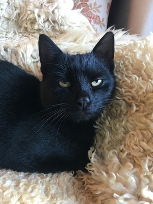 Kairo, 1 Kater Jungtier - Kater