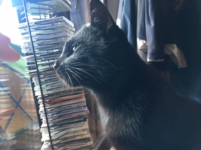 Kairo, 1 Kater Jungtier - Kater