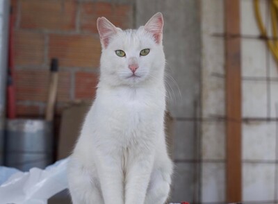 Kaisha - Liebenswerte Sonnenanbeterin, ca. 1 Jahr, Mischling - Katze