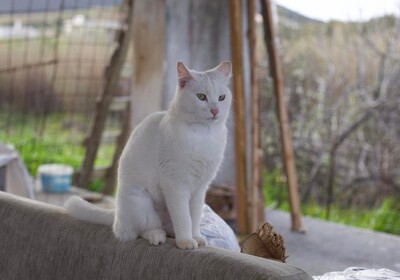 Kaisha - Liebenswerte Sonnenanbeterin, ca. 1 Jahr, Mischling - Katze 4