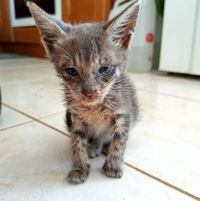 Kamau - Kleine Kämpferin, ca. 4 Monate, Mischling Jungtier - Katze 3