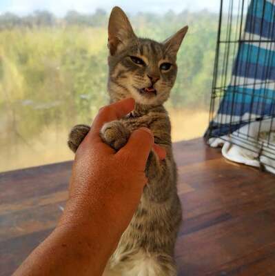 Kamau - Kleine Kämpferin, ca. 4 Monate, Mischling Jungtier - Katze