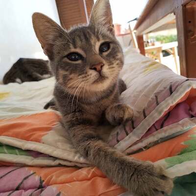 Kamau - Kleine Kämpferin, ca. 7 Monate, Mischling - Katze 2