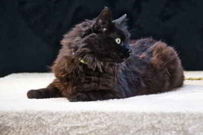 Kanela - eine Katzenlady, Perser-Mix - Katze