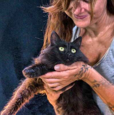 Kanela - eine Katzenlady, Perser-Mix - Katze