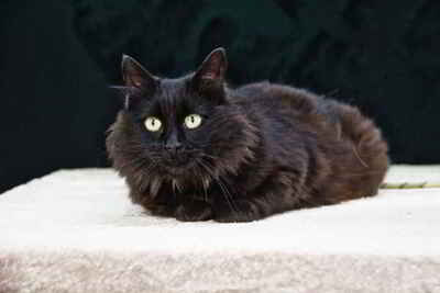 Kanela - eine Katzenlady, Perser-Mix - Katze