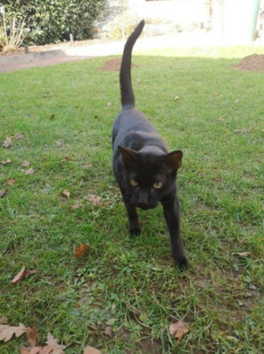 Kann Kunststücke !! ONIX bei Gießen - Kater