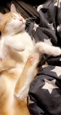 Karamell, Hauskatze - Kater