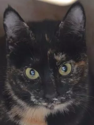 Karen, Europäisch Kurzhaar - Katze