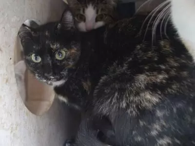Karen, Europäisch Kurzhaar - Katze