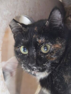 Karen, Europäisch Kurzhaar - Katze